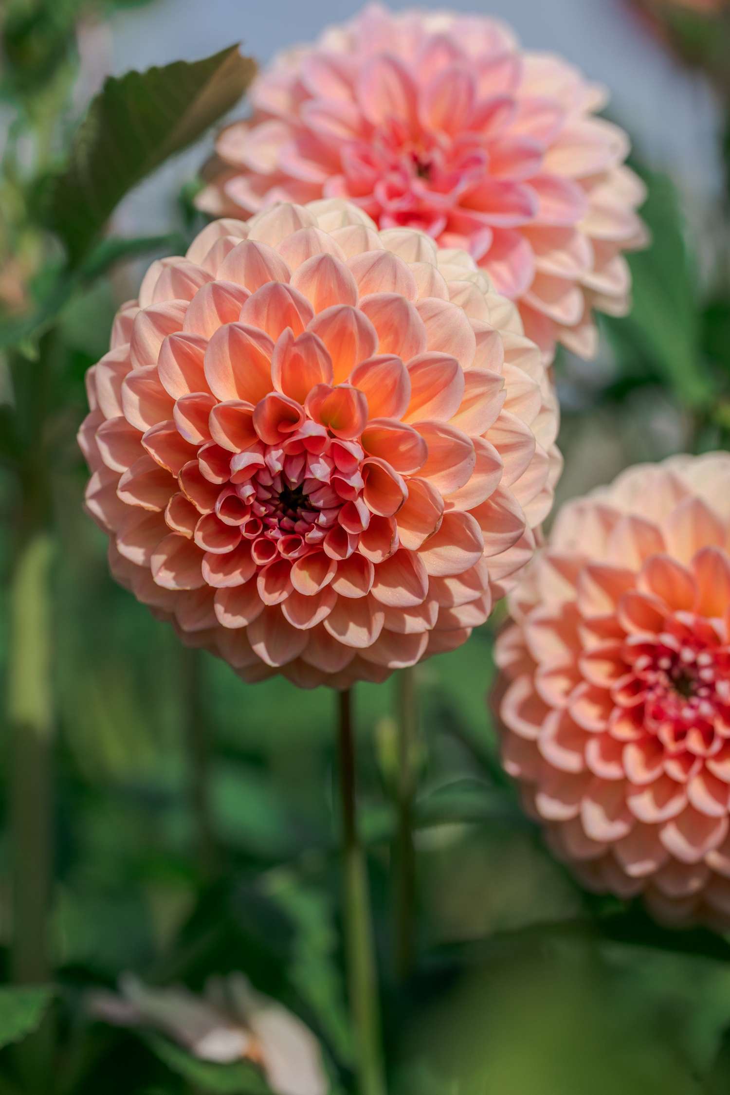 Dahlie 'Linda's Baby'